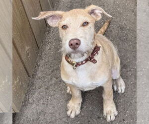 Mack - Male Staffordshire Bull Terrier-Unknown Mix Dog for Adoption - Photo #6