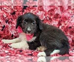 Small Photo #4 Cockapoo-Shetland Sheepdog Mix Puppy For Sale in COCHRANVILLE, PA, USA