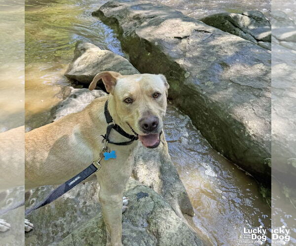 Medium Photo #25 Labrador Retriever-Retriever  Mix Puppy For Sale in Washington, DC, USA