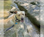 Small #24 Labrador Retriever-Retriever  Mix