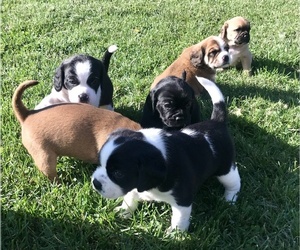 Puggle Puppy for sale in ROTTERDAM, NY, USA