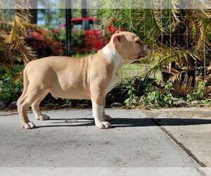 American Bully Puppy for sale in CONWAY, SC, USA