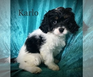 Cavapoo Puppy for sale in MYERSTOWN, PA, USA