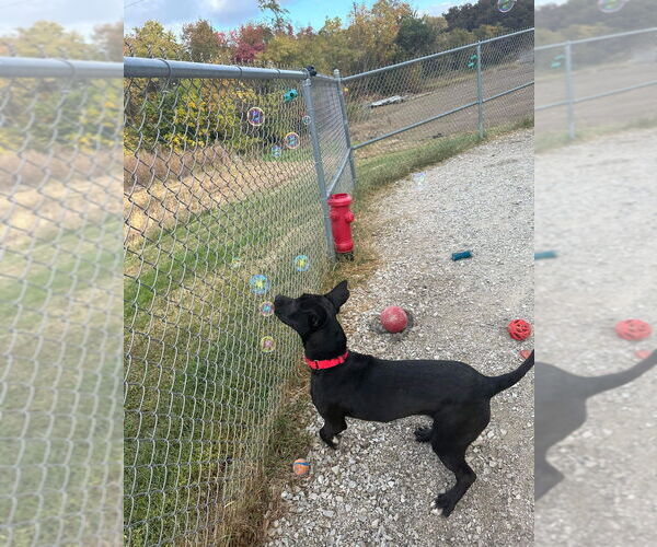 Medium Photo #3 Labrador Retriever-Unknown Mix Puppy For Sale in Evansville, IN, USA