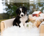 Small #2 Border Collie