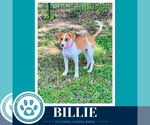 Small #2 Beagle Mix