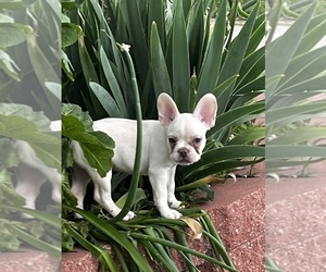 Medium French Bulldog