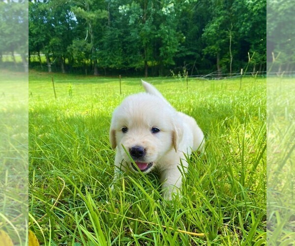Medium Photo #6 Golden Retriever Puppy For Sale in HANCEVILLE, AL, USA