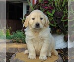 Small Photo #3 English Cream Golden Retriever Puppy For Sale in BEARTOWN, PA, USA