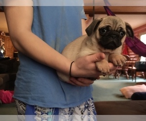 Pug Puppy for sale in GLASGOW, KY, USA