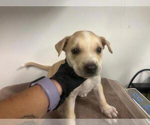 American Pit Bull Terrier-German Shepherd Dog Mix Dogs for adoption in Corona, CA, USA