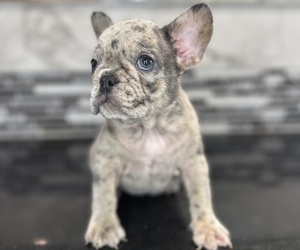 French Bulldog Puppy for sale in HOUSTON, TX, USA