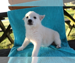 Medium Norwegian Elkhound