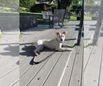 Small #46 American Staffordshire Terrier-Labrador Retriever Mix