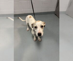 Mutt Dogs for adoption in St. Cloud, FL, USA