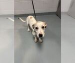 Small Mutt
