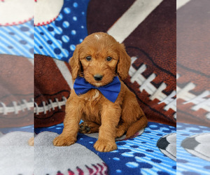 Goldendoodle (Miniature) Puppy for sale in CHRISTIANA, PA, USA