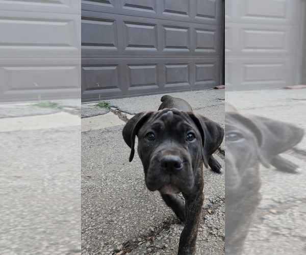 Medium Photo #9 America Bandogge Mastiff Puppy For Sale in JOLIET, IL, USA
