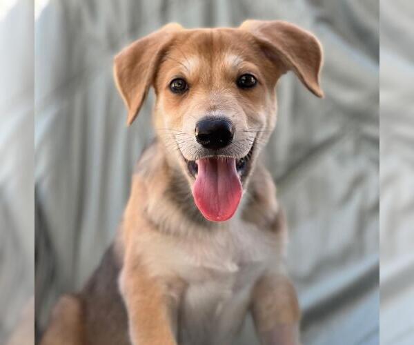 Medium Photo #1 Labrador Retriever-Unknown Mix Puppy For Sale in San Diego, CA, USA