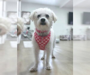 Sadie & Luna - Female Bichon Frise-Unknown Mix Dog for Adoption - Photo #2