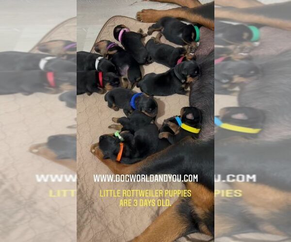 Medium Photo #1 Rottweiler Puppy For Sale in CHARLESTON, WV, USA