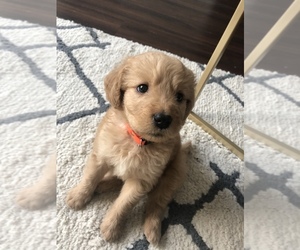 Goldendoodle-Irish Setter Mix Puppy for sale in FAYETTEVILLE, AR, USA