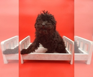 Poodle (Miniature) Puppy for sale in GOSHEN, IN, USA