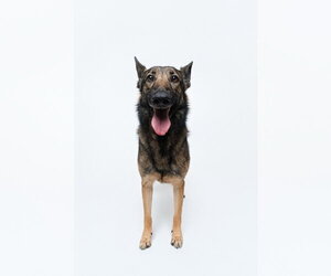 Mila - Female German Shepherd Dog Dog for Adoption - Photo #3