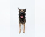 Small #2 German Shepherd Dog