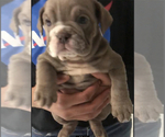 Small Photo #1 Bulldog Puppy For Sale in SLIDELL, LA, USA