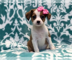 Border Collie-Cavalier King Charles Spaniel Mix Puppy for sale in LAKELAND, FL, USA
