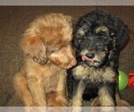 Small Photo #27 Aussie-Poo Puppy For Sale in LINCOLN, AL, USA