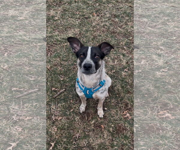 Medium Photo #1 Mutt Puppy For Sale in Garden City, NY, USA