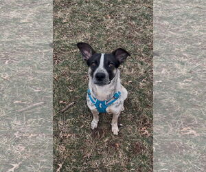 Mutt Dogs for adoption in Garden City, NY, USA