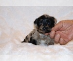 Small #1 Poodle (Toy)-YorkiePoo Mix