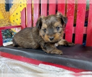 Morkie Puppy for sale in CASSVILLE, MO, USA