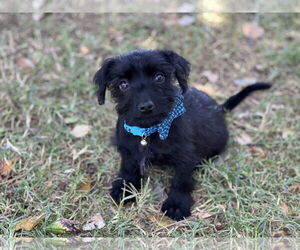 Cairn Terrier-Miniature Schnauzer Mix Dogs for adoption in Phoenix, AZ, USA
