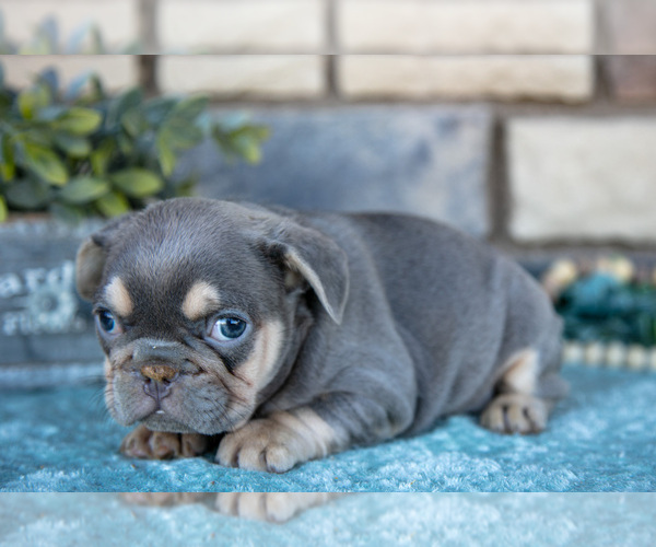 Medium Photo #3 French Bulldog Puppy For Sale in SUGARCREEK, OH, USA