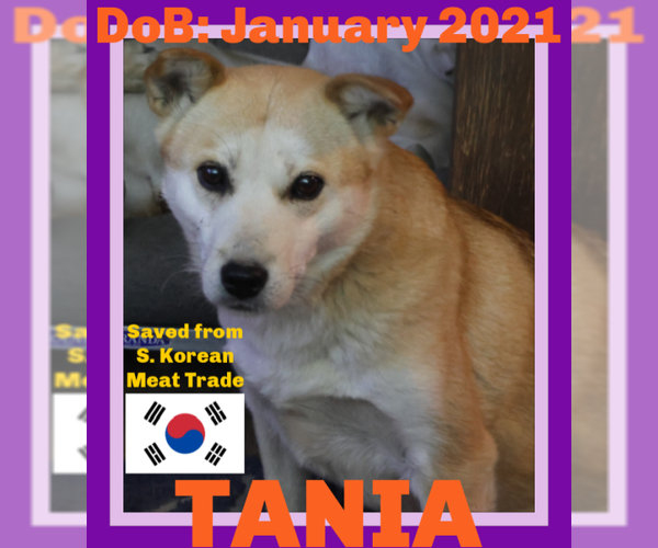 Medium Photo #2 Mutt Puppy For Sale in Sebec, ME, USA