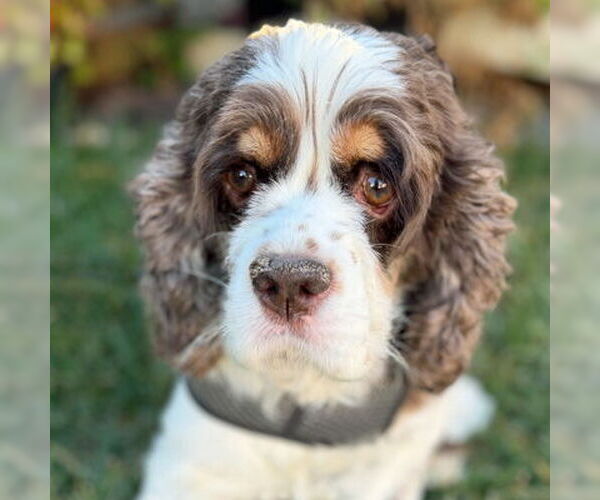 Medium Photo #6 Cocker Spaniel Puppy For Sale in Arlington, VA, USA
