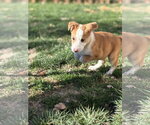 Small #31 Australian Shepherd Mix