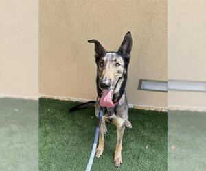 German Shepherd Dog Dogs for adoption in San Antonio, TX, USA