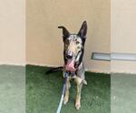 Small German Shepherd Dog