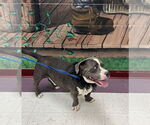 Small #1 Basset Hound Mix