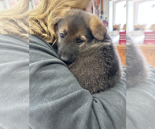 Medium Photo #7 German Shepherd Dog Puppy For Sale in WADENA, MN, USA
