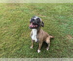 Small Boxer Mix