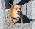 Small #5 Boxer Mix