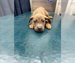 Small Rat Terrier Mix