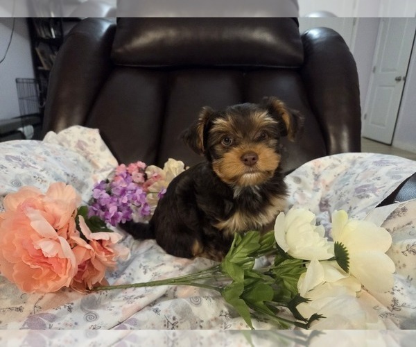 Medium Photo #20 Yorkshire Terrier Puppy For Sale in RHOADESVILLE, VA, USA