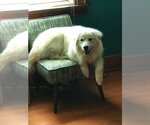 Small #6 Great Pyrenees